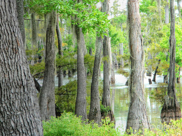 Cypress Trees Photograph Art Print featuring the photograph Cheniere Lake Cypress Trees by Ester McGuire