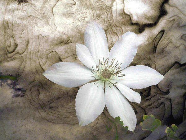 Digital Art Print featuring the photograph Clematis by Richard Ortolano