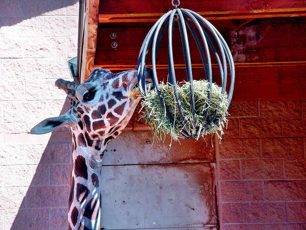 Giraffe Art Print featuring the digital art Colorado Eats by Barkley Simpson