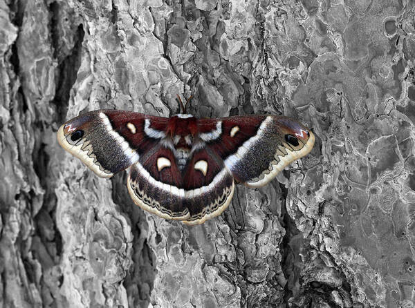Mixed Media. Mixed Media Photography. Mixed Media Moth Photography. Moth Greeting Cards. Moth Photography. Mountain Moth Photography. Rocky Mountain Photography. Rocky Mountain Moths. Fine Art Moth Photography. Spring Time Moth Photograthy. Moth Photograph. Moth Pictures. Mountain Pinetrees. Elk. Deer. Art Print featuring the photograph Colorful Moth by James Steele