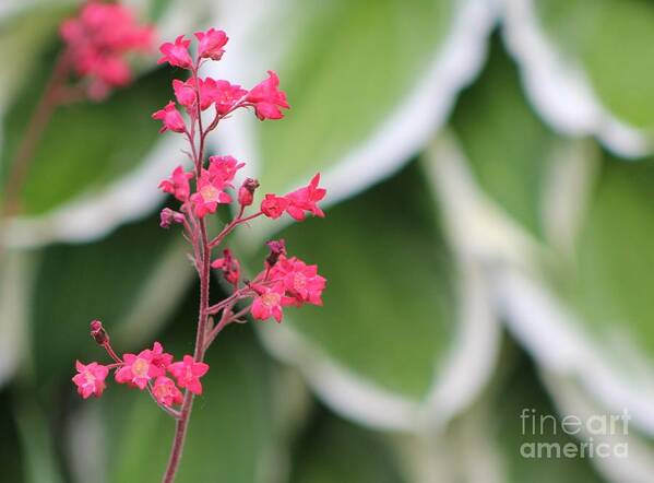 Flowers Art Print featuring the photograph Coral Bells by Margaret Hamilton