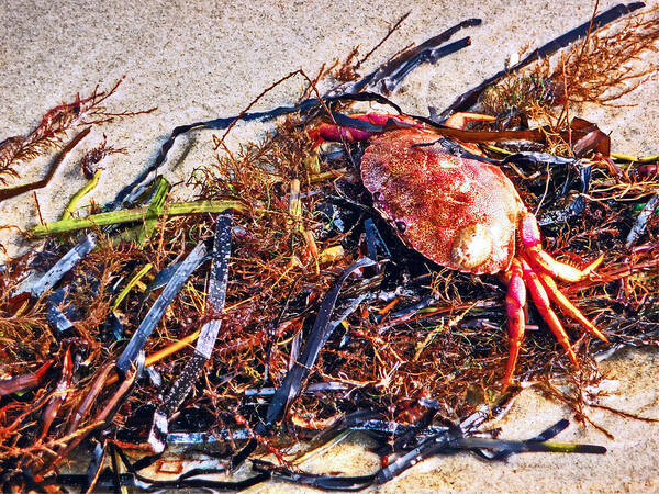 Beach Art Print featuring the photograph Crab Boil by William Fields