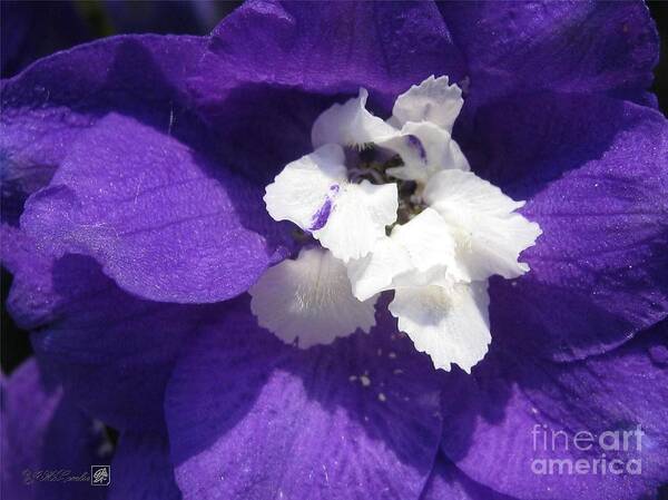 Delphinium Art Print featuring the photograph Delphinium named Blue with White Bee by J McCombie