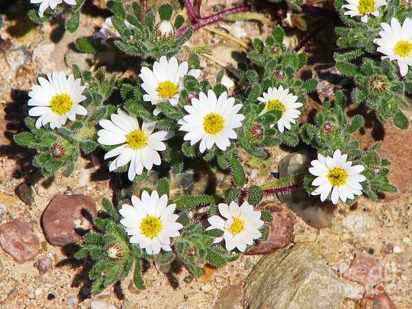 Mojave Desert Wildflower Art Print featuring the photograph Desert Star by Michele Penner