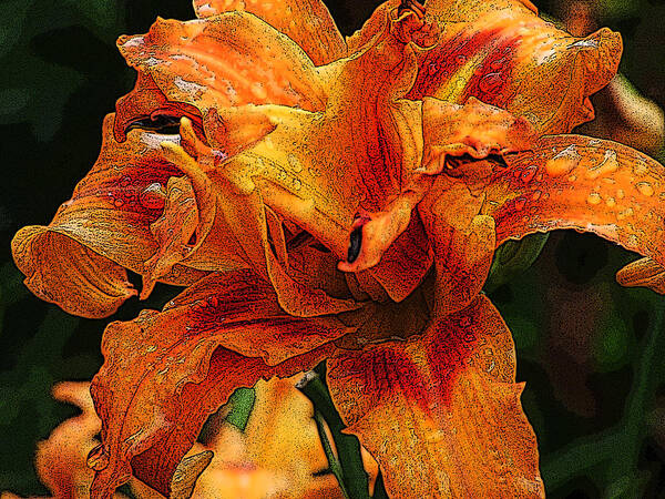 Flowers Art Print featuring the photograph Double Lily by Michael Friedman