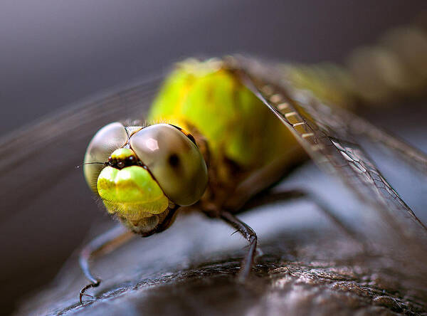 Dragon-fly Art Print featuring the photograph Dragon-fly by Anna Rumiantseva