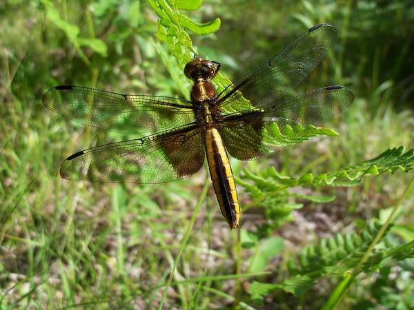 Nature Art Print featuring the photograph Dragonfly by David Pickett