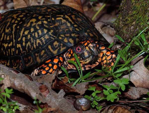 Male Box Turtle Art Print featuring the photograph Eastern Box Turtle by Daniel Reed