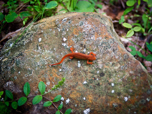 Eastern Art Print featuring the photograph Eastern Newt Juvenile 6 by Douglas Barnett