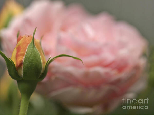 Roses Art Print featuring the photograph English Rose by Cheryl Butler