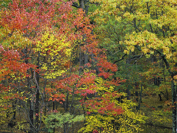 00176907 Art Print featuring the photograph Fall Foliage At Fishers Gap Shenandoah by Tim Fitzharris