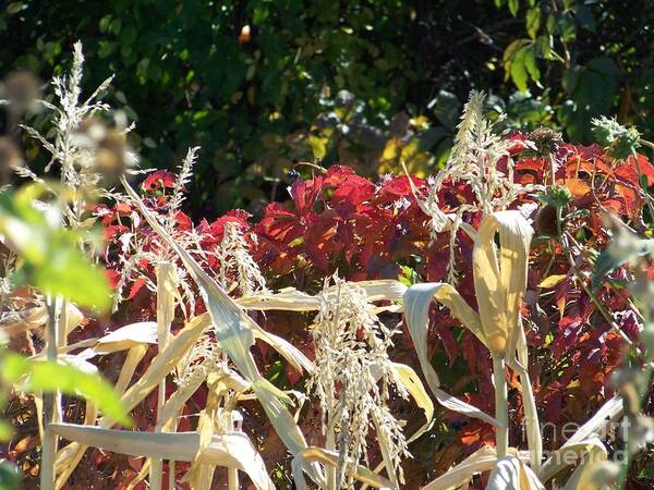 Fall Colors Art Print featuring the photograph Fall Harvest of Color by Dorrene BrownButterfield