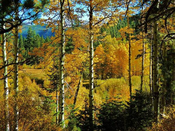 Fall Art Print featuring the photograph Fall in the Sierras by Helen Carson