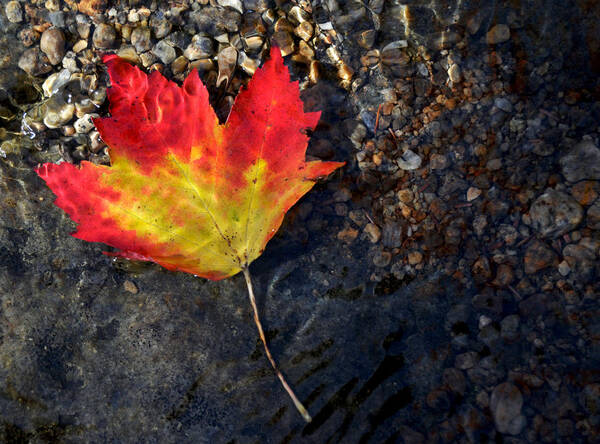 Fall Art Print featuring the photograph Fall Maple leaf in Stream  by Peter DeFina