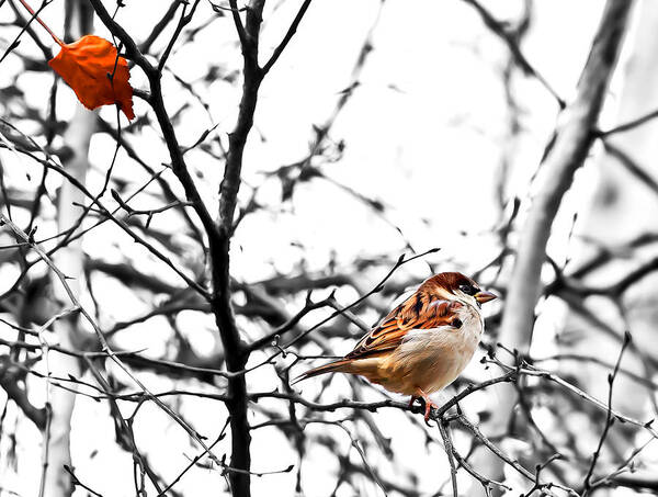 Sparrow Art Print featuring the photograph Fall Sparrow by Stan Kwong
