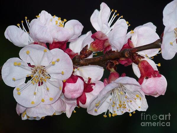 Fleurs Art Print featuring the photograph Fleurs D'abricotier by Sylvie Leandre