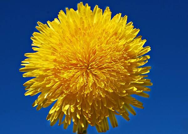  Art Print featuring the photograph Fluffy Little Dandelion by Marilynne Bull