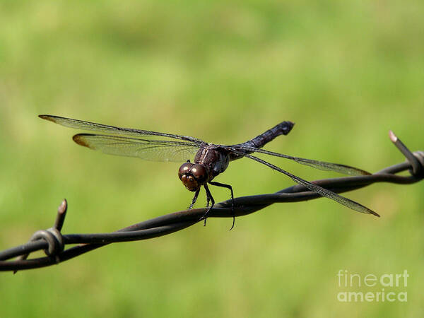 Dragonfly Art Print featuring the photograph Fly Away Dragonfly by Kathy White