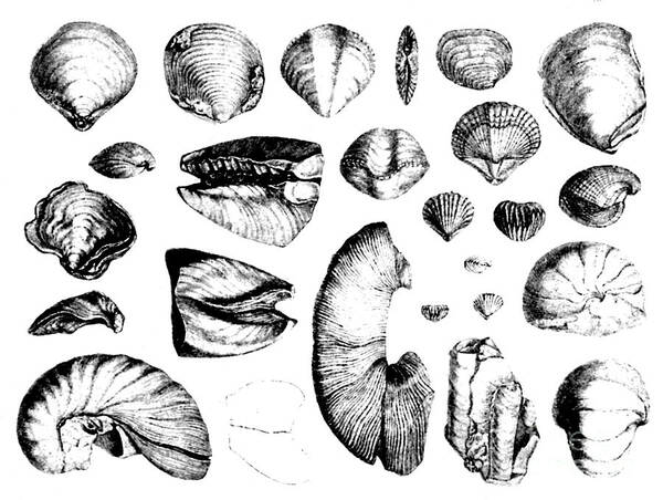 Art Art Print featuring the photograph Fossilized Shells, 1844 by Science Source