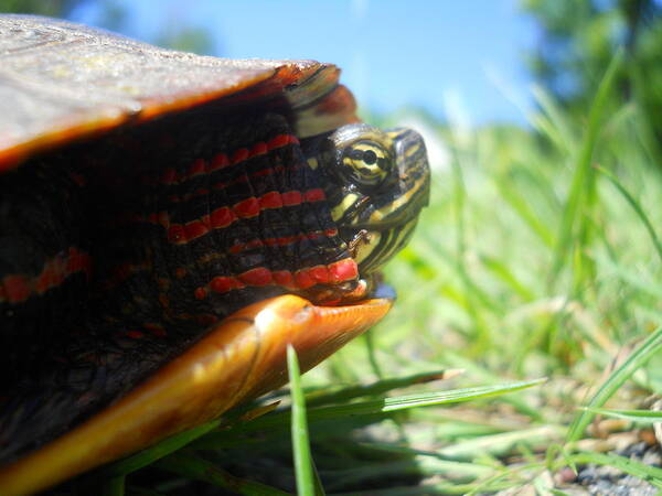 Turtle Art Print featuring the photograph Friendly Turtle by Kendra Keryluk