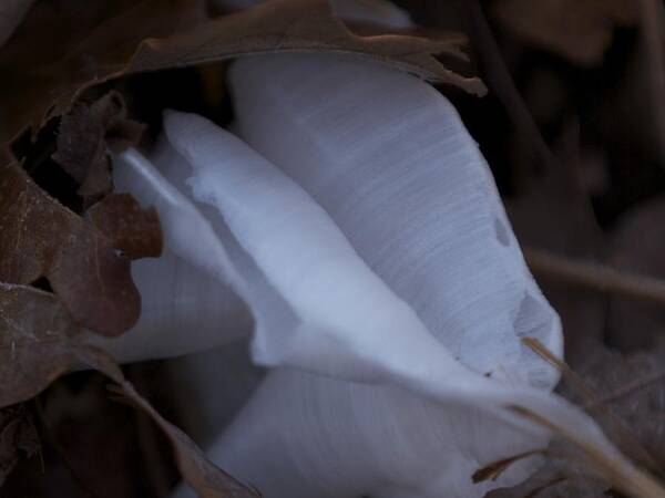 Frost Art Print featuring the photograph Frost Flower 4 by Holst Photography