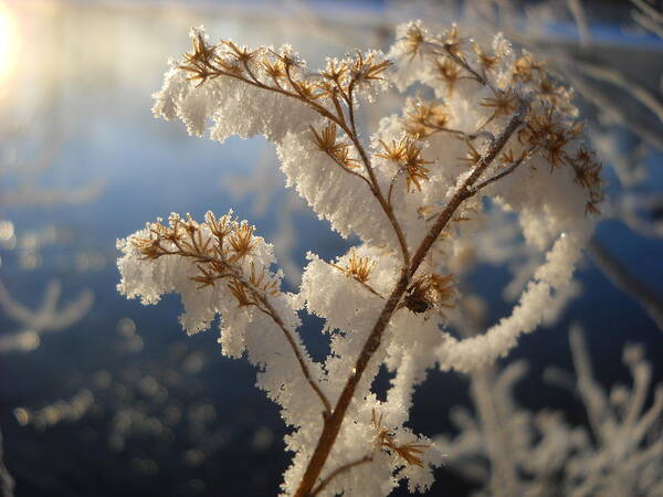 Frost Art Print featuring the photograph Frosty Dry Wood Aster by Kent Lorentzen