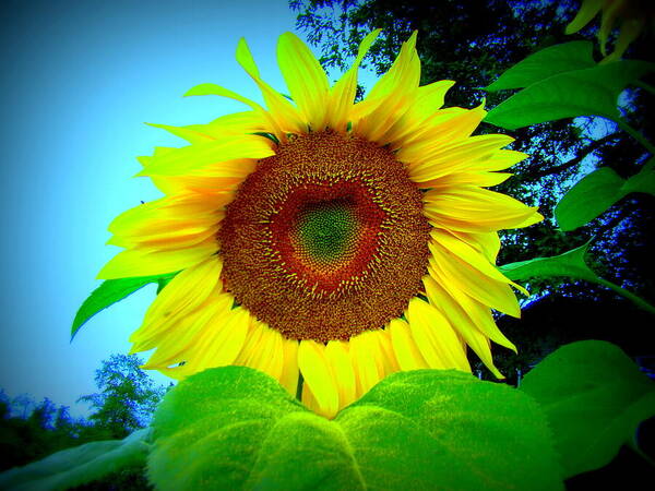 Sunflower Art Print featuring the photograph Giant kissing Sunflower by Lisa Rose Musselwhite