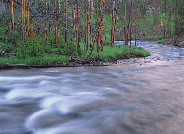 00173515 Art Print featuring the photograph Gibbon River Rapids Yellowstone by Tim Fitzharris