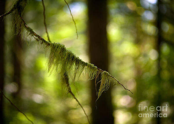 Forest Art Print featuring the photograph Gilded Branch by Mike Reid