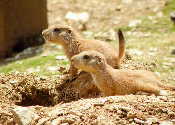 Prairie Dog Art Print featuring the photograph Go West Young Man by Trish Tritz