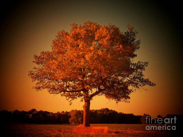 Tree Art Print featuring the photograph Golden Glow by Joyce Kimble Smith