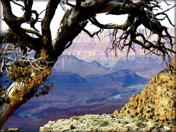 Nature Art Print featuring the photograph Grand Canyon 8 by Tatyana Searcy