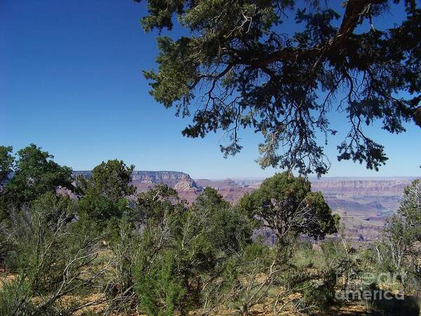 Grand Canyon Art Print featuring the photograph Grandview Framed by Trees by Charles Robinson