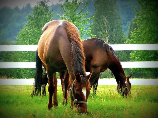 Horse Art Print featuring the photograph Grazing by Lori Seaman