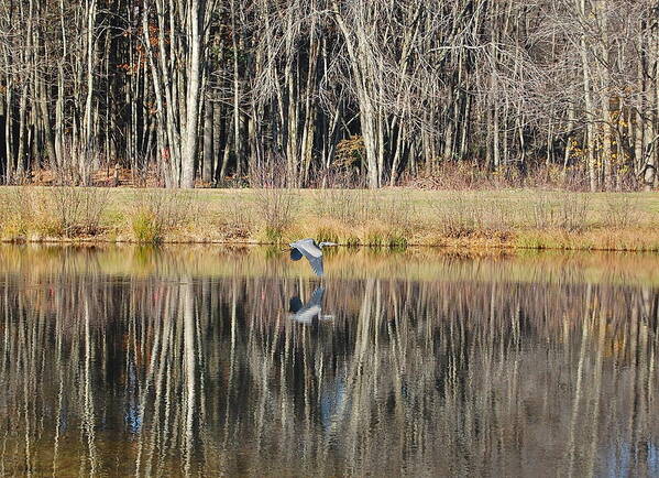 Great Blue Heron Art Print featuring the photograph Great Blue Heron in November by Mary McAvoy
