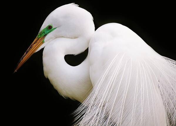 Egret Art Print featuring the photograph Great White Egret in Breeding Plumage by Paulette Thomas
