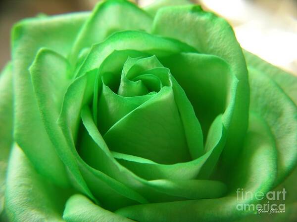 Rose Art Print featuring the photograph Green Rose by Yumi Johnson