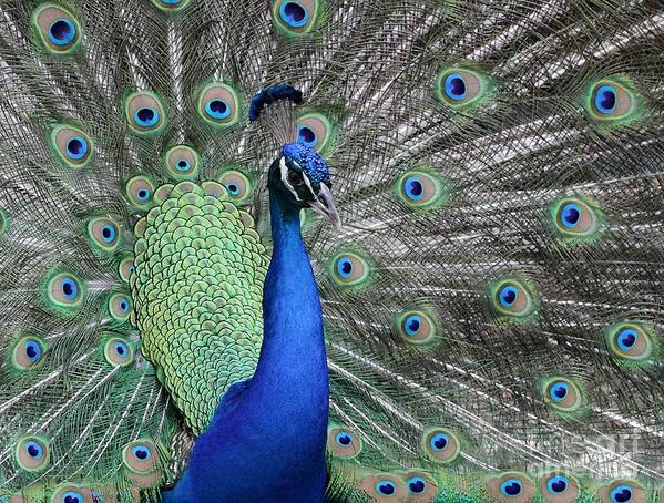 Peacock Art Print featuring the photograph Handsome Peacock by Sabrina L Ryan