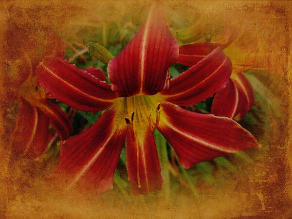 Lily Art Print featuring the photograph Heart of the Lily by Carol Senske