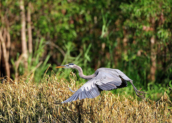 Great Blue Heron Art Print featuring the photograph Heron flying along the river bank by Bill Dodsworth