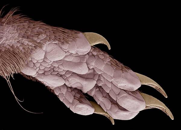Sorex Araneus Art Print featuring the photograph Hindfoot Of A Common Shrew, Sem by Steve Gschmeissner