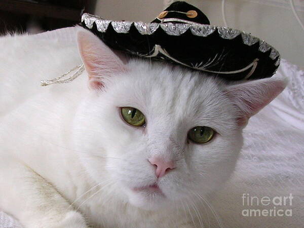Cat With Sombrero Art Print featuring the photograph Hooray For Cinco de Mayo by Byron Varvarigos