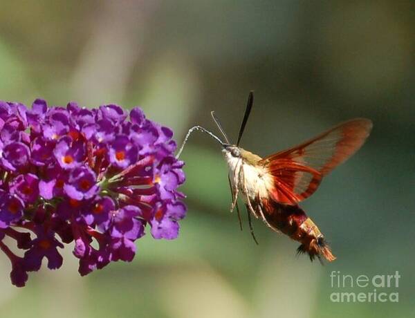 Hummingbird Moth Art Print featuring the photograph Hummingbird Moth by Randy J Heath