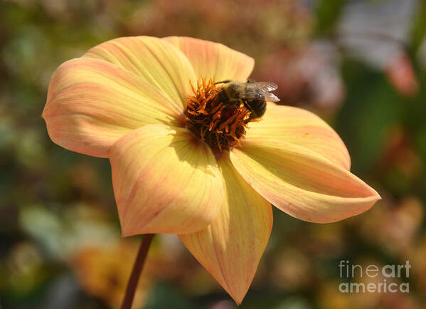 Bee Art Print featuring the photograph Im Just So Busy  Winter Is Coming Soon by Elaine Manley
