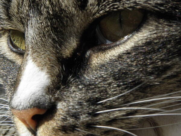 Cat Art Print featuring the photograph In Deep Thought by Kim Galluzzo