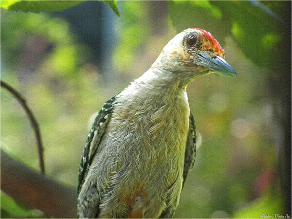 Nature Art Print featuring the photograph Inquisitive Woodpecker by Debbie Portwood