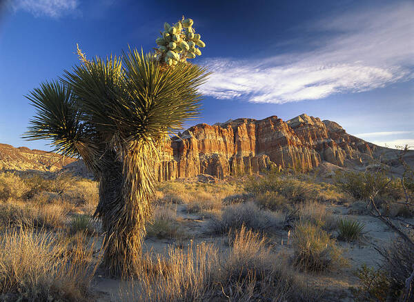 00173428 Art Print featuring the photograph Joshua Tree At Red Rock State Park by Tim Fitzharris