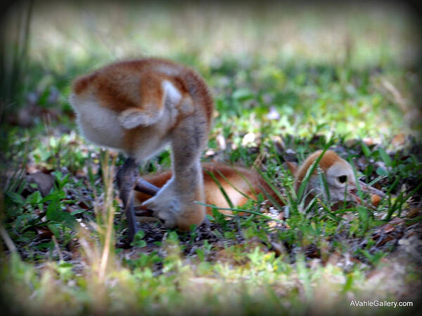 Wildlife Art Print featuring the painting Just checking by AnnaJo Vahle