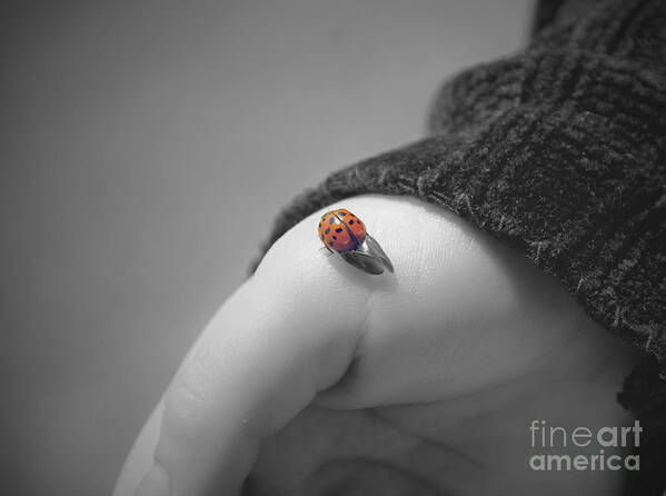 Ladybug Art Print featuring the photograph Just for a moment by Aimelle Ml