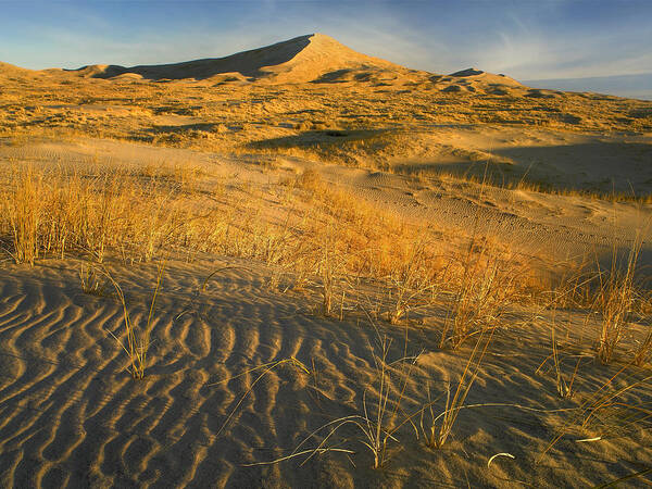 00176761 Art Print featuring the photograph Kelso Dunes And Grasses Mojave National by Tim Fitzharris